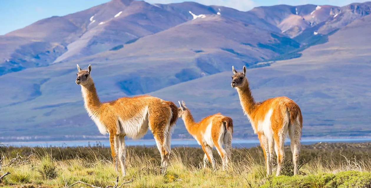 herd of Guanacos in field
