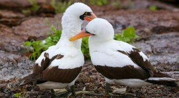 nazca boobies in galapagos