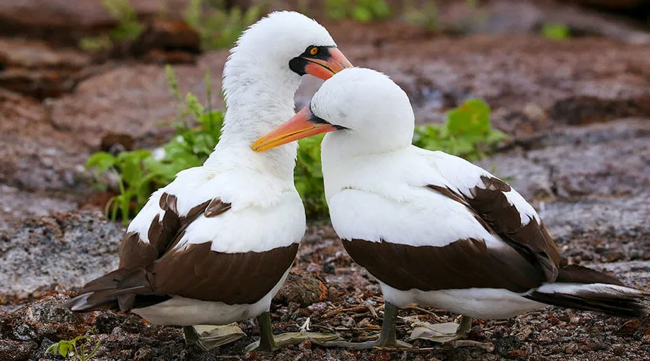 nazca boobies in galapagos