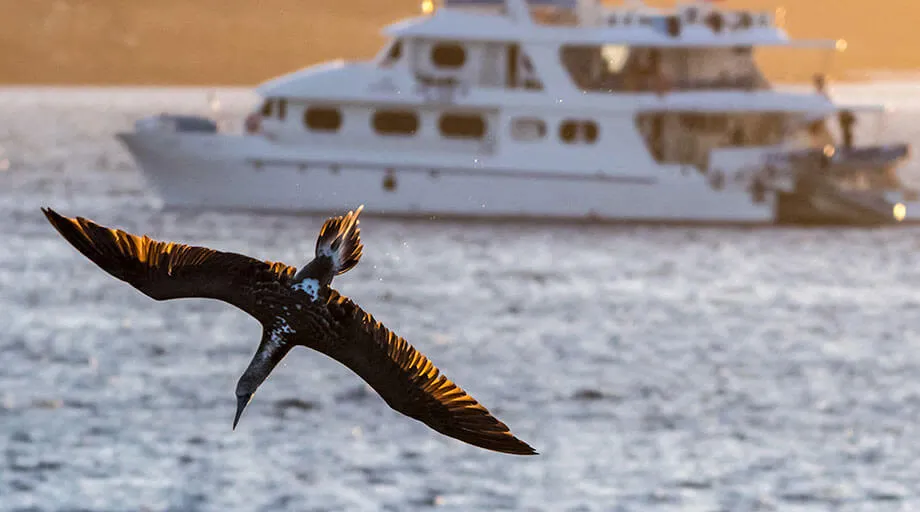 blue footed booby flying over galapagos islands