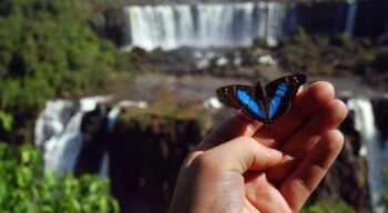 Butterflies at Iguazu Falls