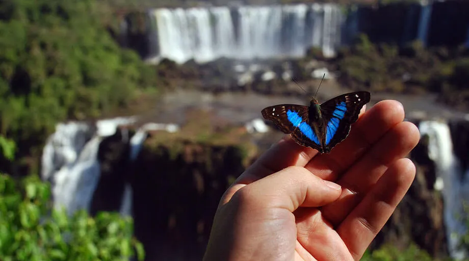 Butterflies at Iguazu Falls