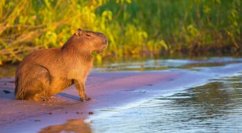 capybara