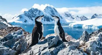 chinstrap penguins in antarctica
