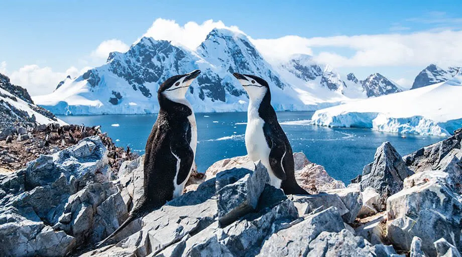 chinstrap penguins in antarctica