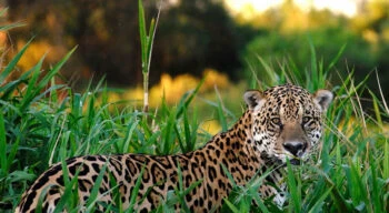 jaguar in bush
