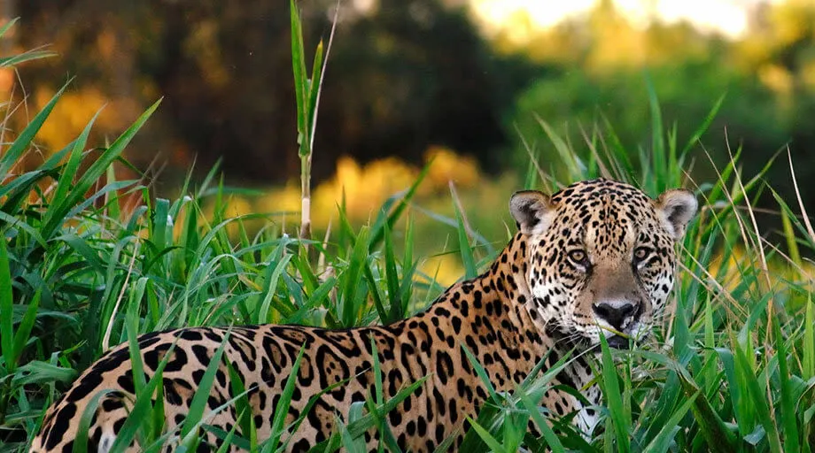 jaguar in bush
