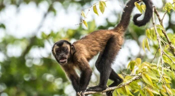monkey on branch in colombia