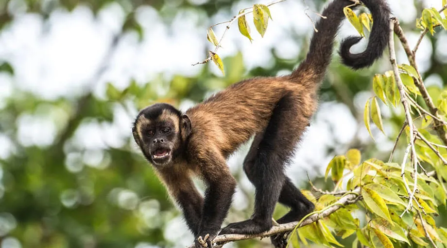 monkey on branch in colombia