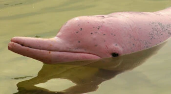 pink river dolphin