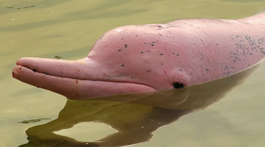pink river dolphin