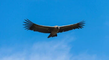 condor flying in the sky