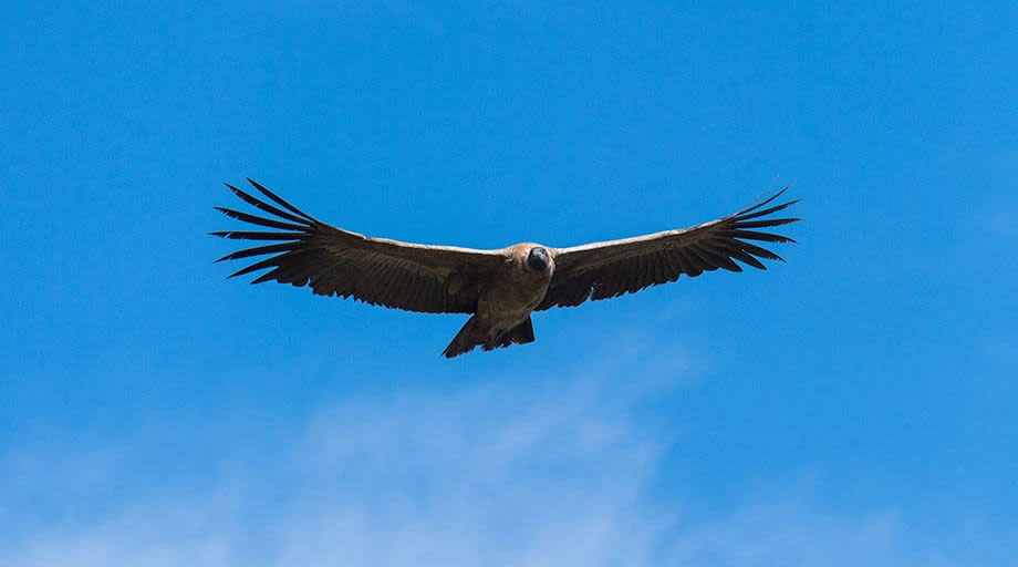 condor flying in the sky