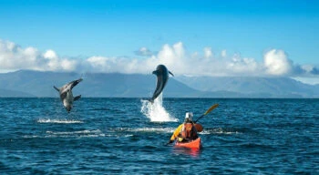 dolphins flipping in front of a patagonia kayaker