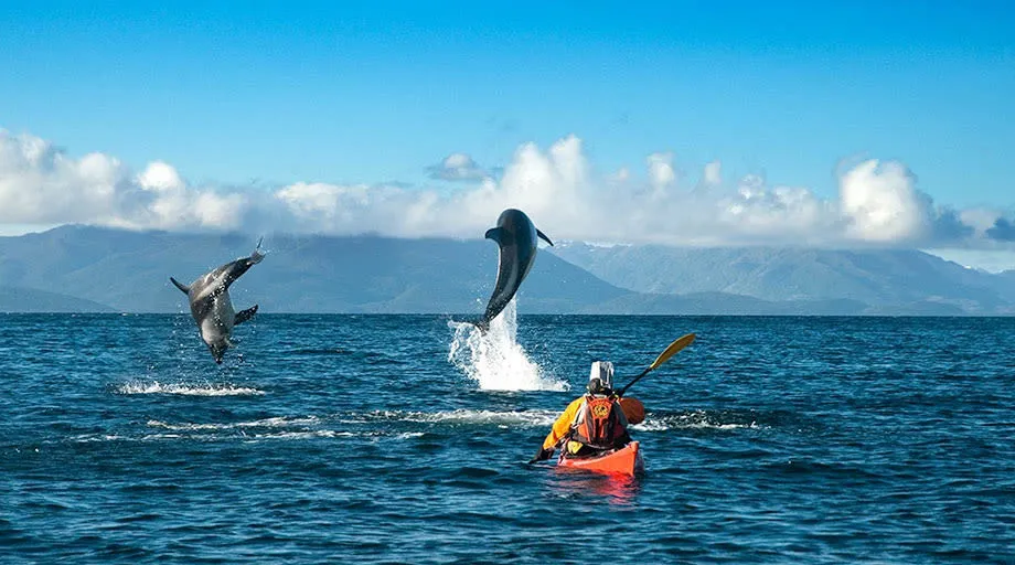 dolphins flipping in front of a patagonia kayaker