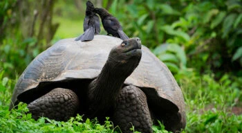 galapagos tortoise with birds on its shell