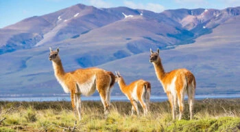 guanacos in patagonia