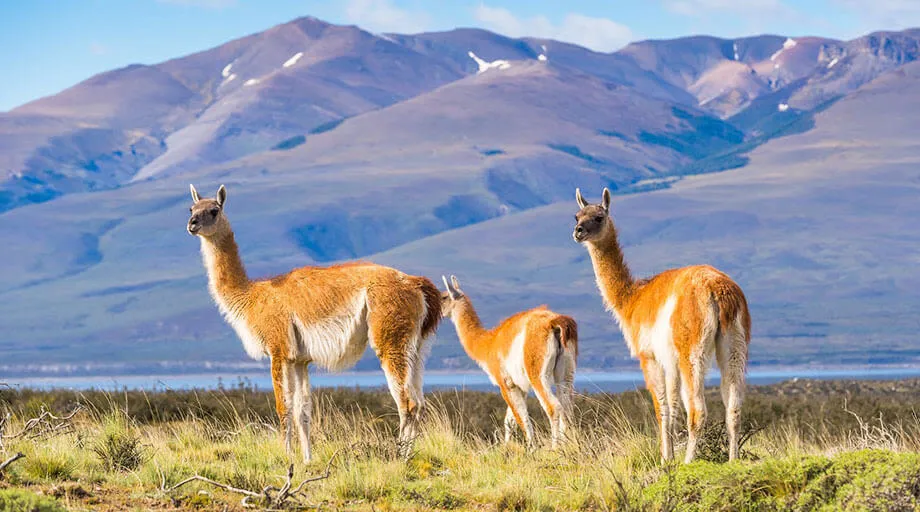 guanacos in patagonia