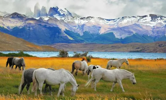 horses grazing in torres del paine