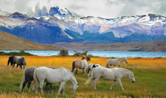 horses grazing in torres del paine
