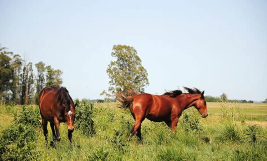 horses in uruguay