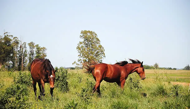 horses in uruguay