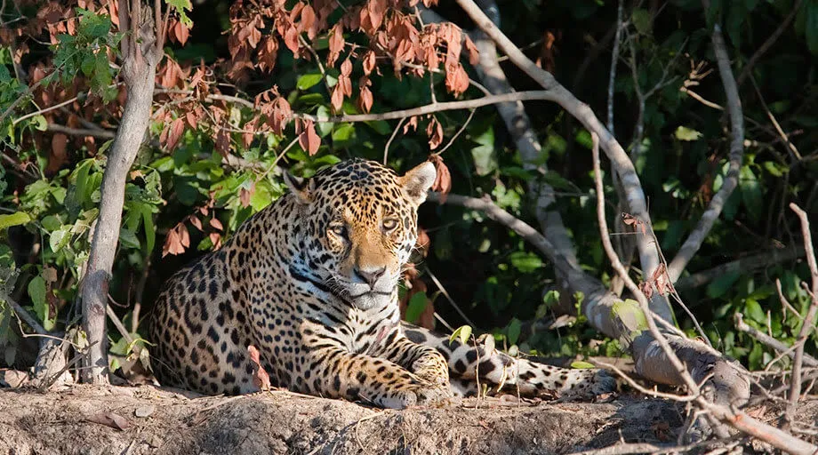 jaguar resting in the amazon