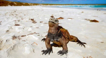 land iguana on a beach