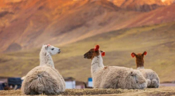 llamas in peru
