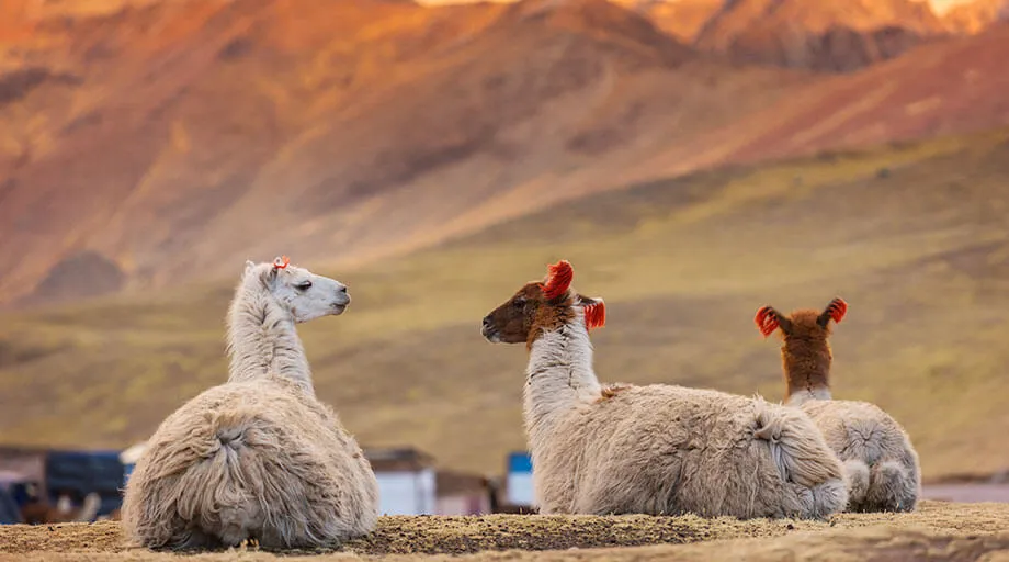 llamas in peru