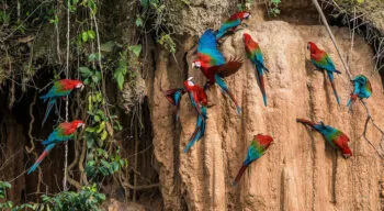 macaws at a clay lick
