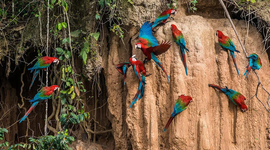 macaws at a clay lick