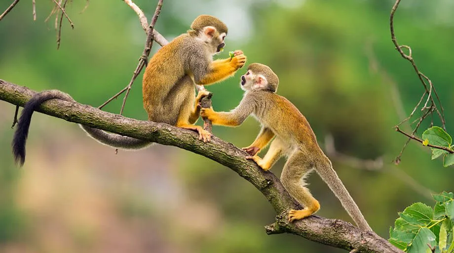 monkeys in rainforest