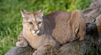 Patagonia Cougar