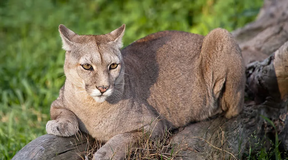 Patagonia Cougar