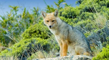patagonia fox