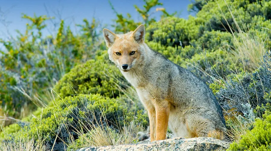 patagonia fox