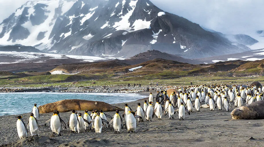 penguins and sea lions in antarctica