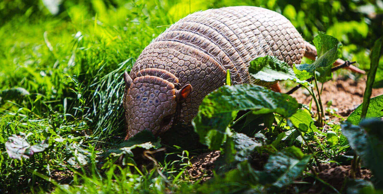 armadillo in the grass