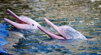 pink dolphins in a river
