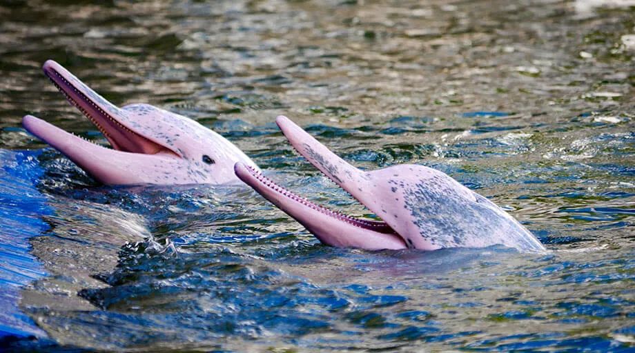 pink dolphins in a river