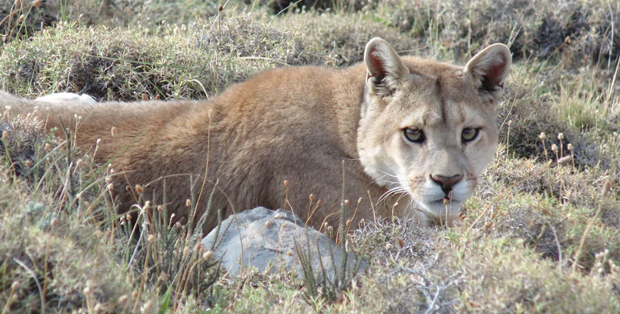 patagonian puma laying in grass