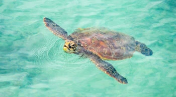 sea turtle in the galapagos