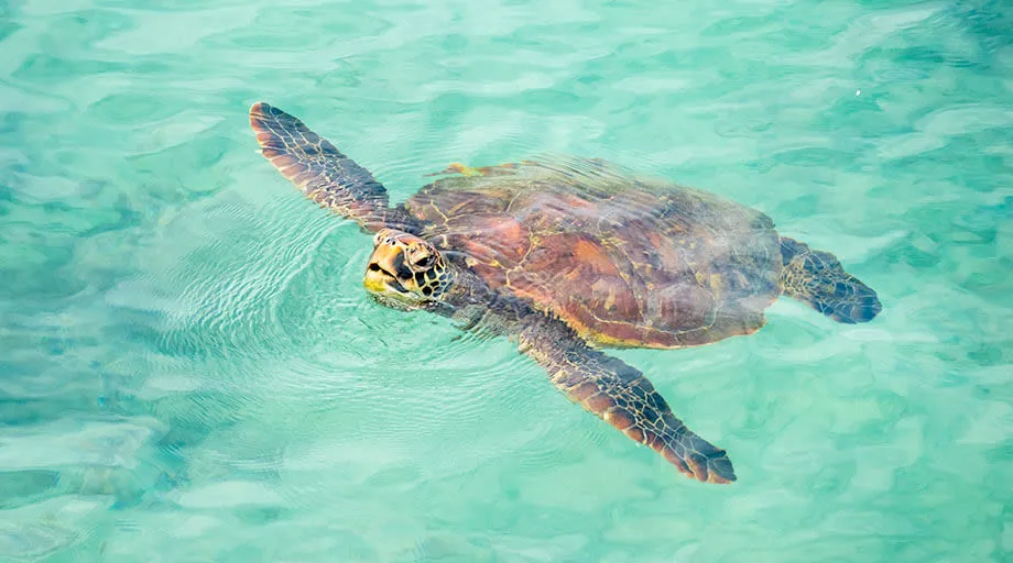 sea turtle in the galapagos