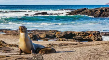 sea lion with baby on beach
