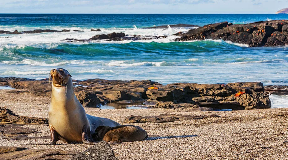 sea lion with baby on beach