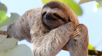sloth relaxing