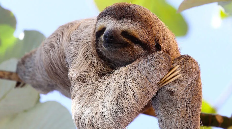 sloth relaxing