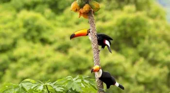 toucans in the brazilian amazon