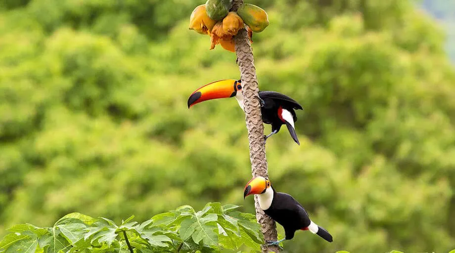 toucans in the brazilian amazon